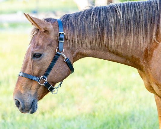 Black Beta Biothane Halter