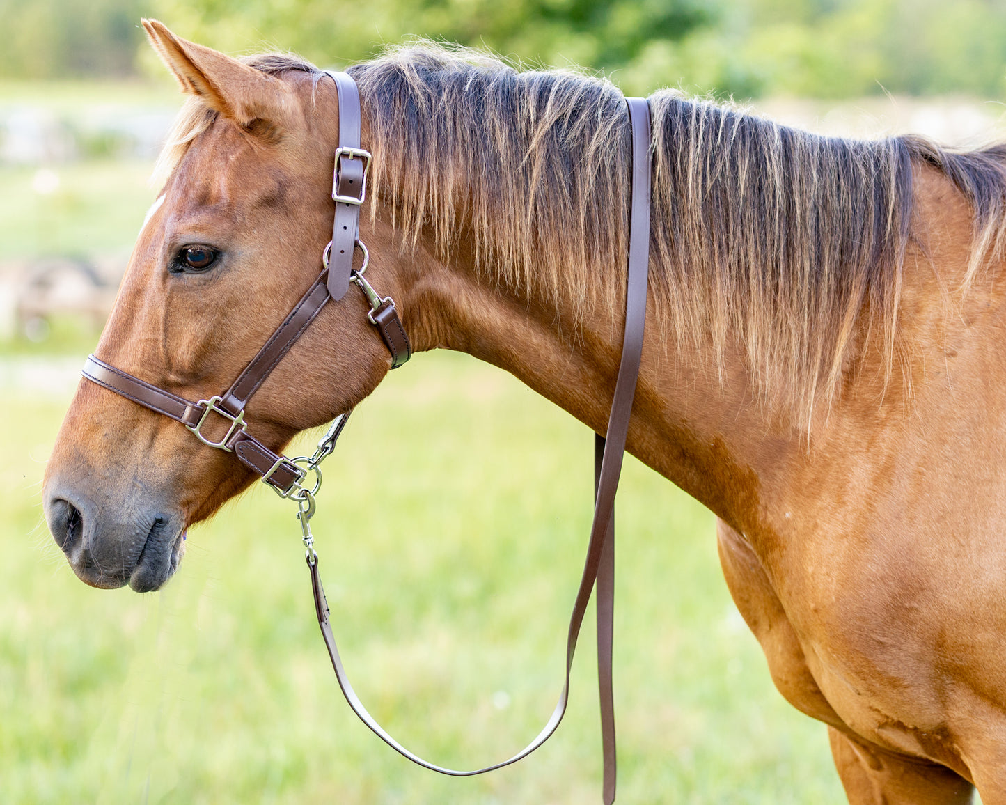 Brown Beta Biothane Halter