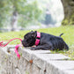 Bubblegum Pink Center Ring Beta Biothane Dog Collar