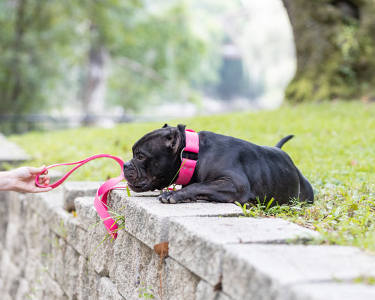 Bubblegum Pink Center Ring Beta Biothane Dog Collar