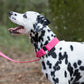 Bubblegum Pink Center Ring Beta Biothane Dog Collar