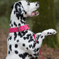 Bubblegum Pink Center Ring Beta Biothane Dog Collar