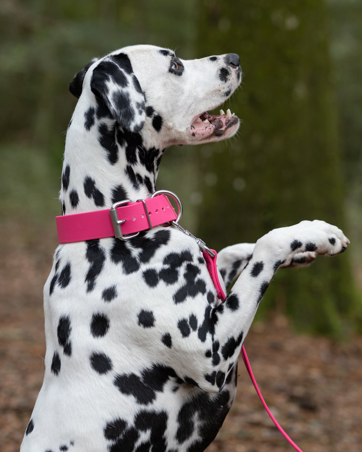 Bubblegum Pink Center Ring Beta Biothane Dog Collar