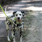 Apple Green Center Ring Beta Biothane Dog Collar