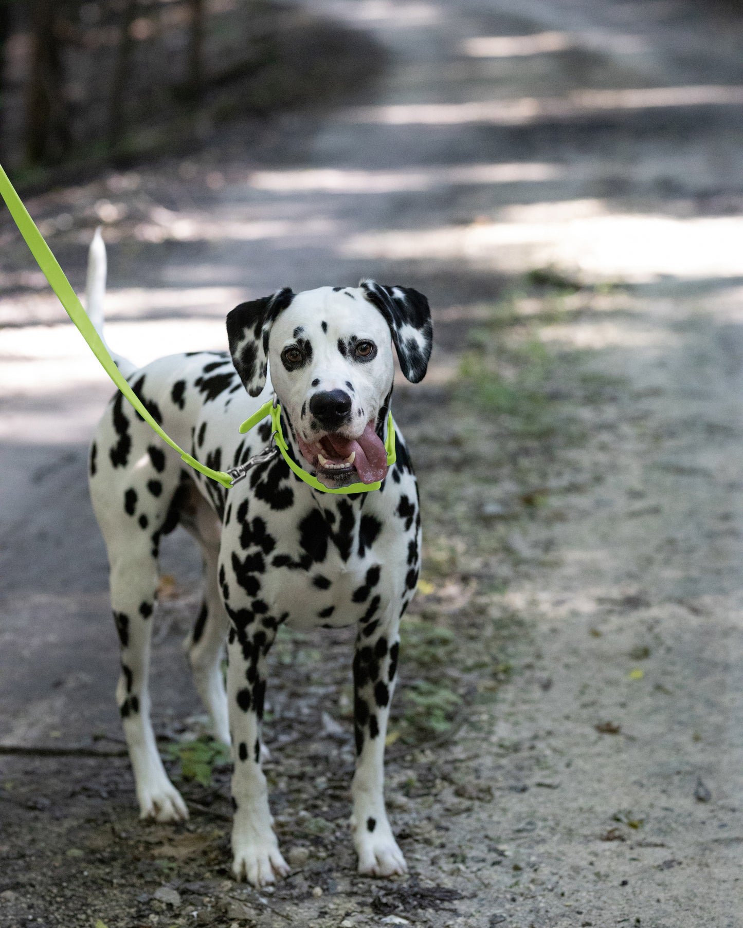 Apple Green Center Ring Beta Biothane Dog Collar