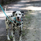 Baby Blue Center Ring Beta Biothane Dog Collar