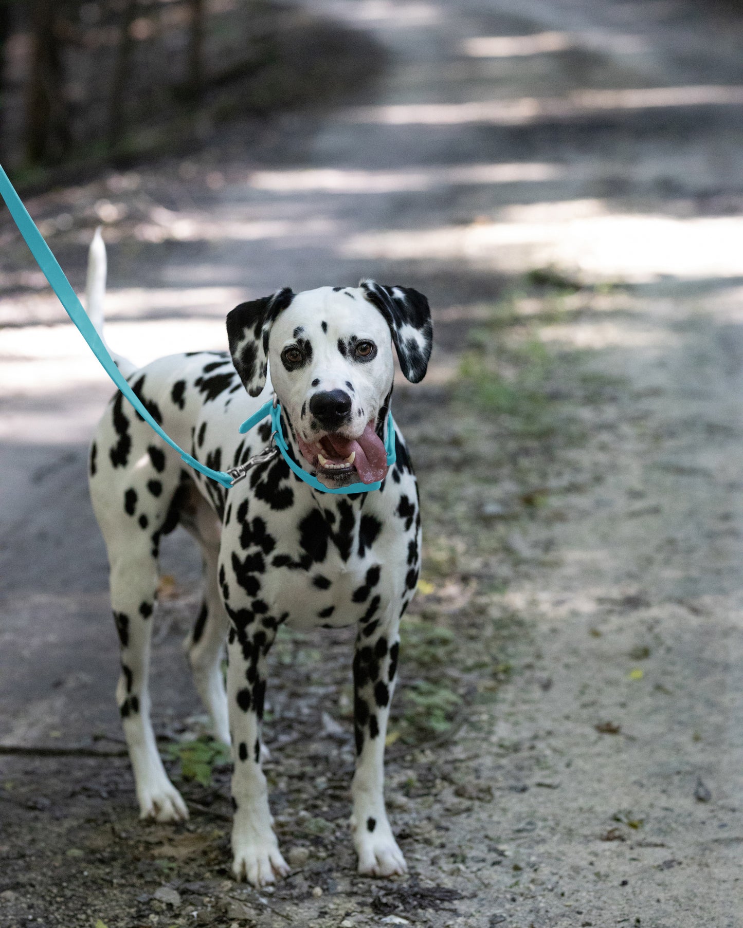 Baby Blue Center Ring Beta Biothane Dog Collar