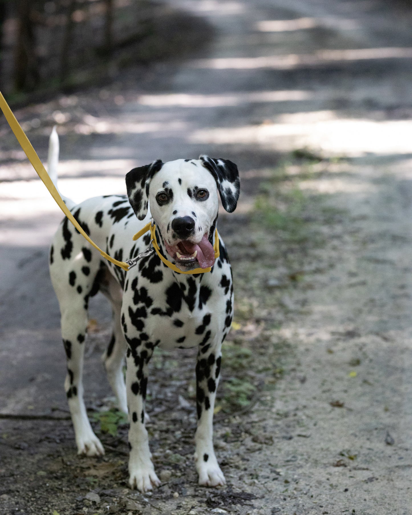 Gold Center Ring Beta Biothane Dog Collar