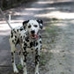 Gray Center Ring Beta Biothane Dog Collar