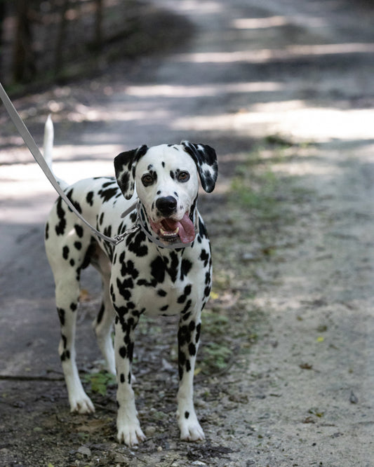 Gray Center Ring Beta Biothane Dog Collar