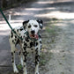 Hunter Green Center Ring Beta Biothane Dog Collar
