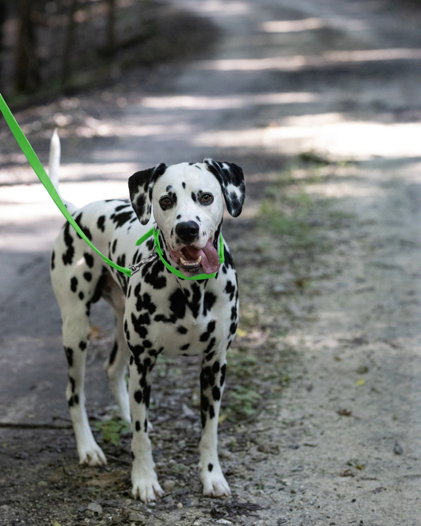 Lime Green Center Ring Beta Biothane Dog Collar