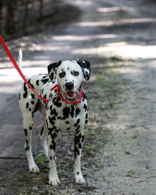 Red Center Ring Beta Biothane Dog Collar