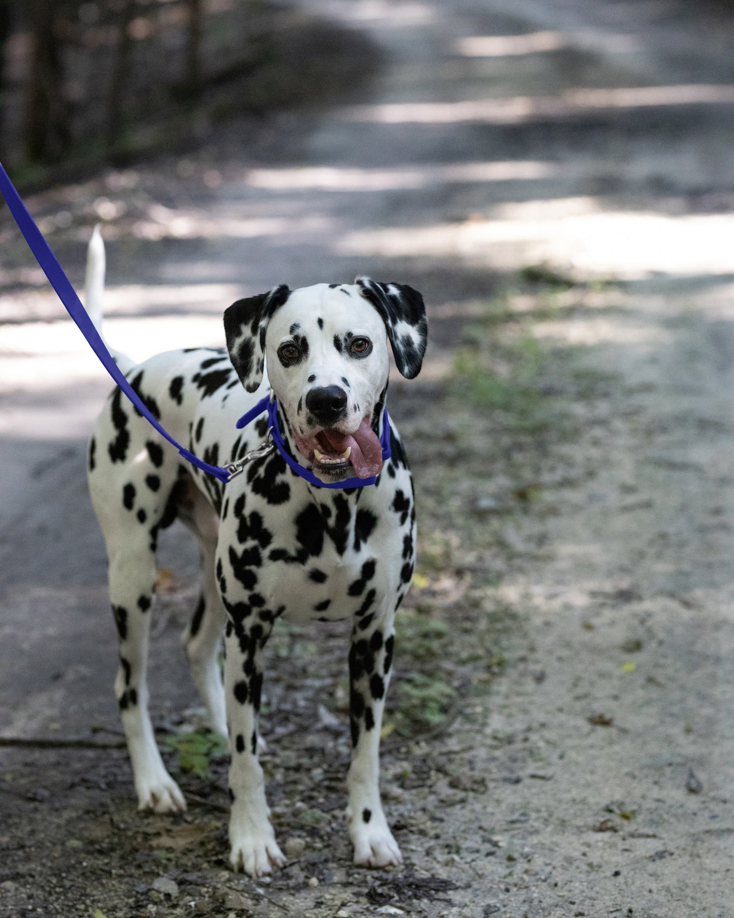 Royal Blue Center Ring Beta Biothane Dog Collar