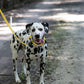 Sunflower Yellow Center Ring Beta Biothane Dog Collar