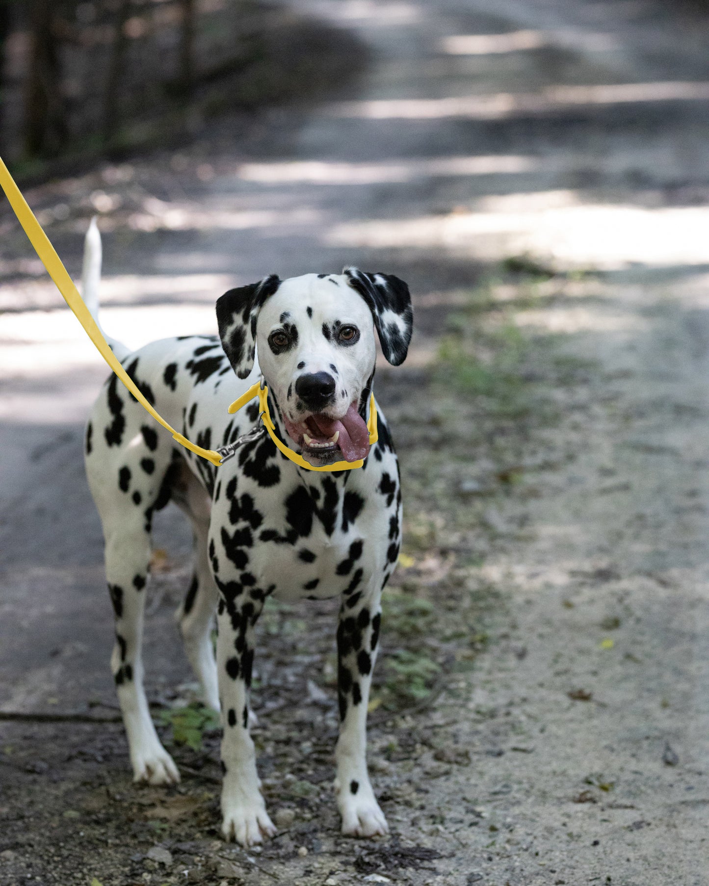 Sunflower Yellow Center Ring Beta Biothane Dog Collar