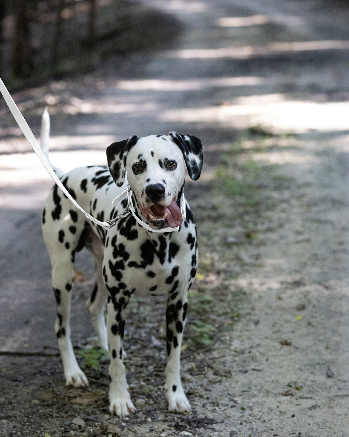 White Center Ring Beta Biothane Dog Collar