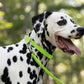 Apple Green Beta Biothane Dog Collar