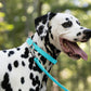 Baby Blue Beta Biothane Dog Collar