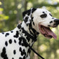 Black Beta Biothane Dog Collar
