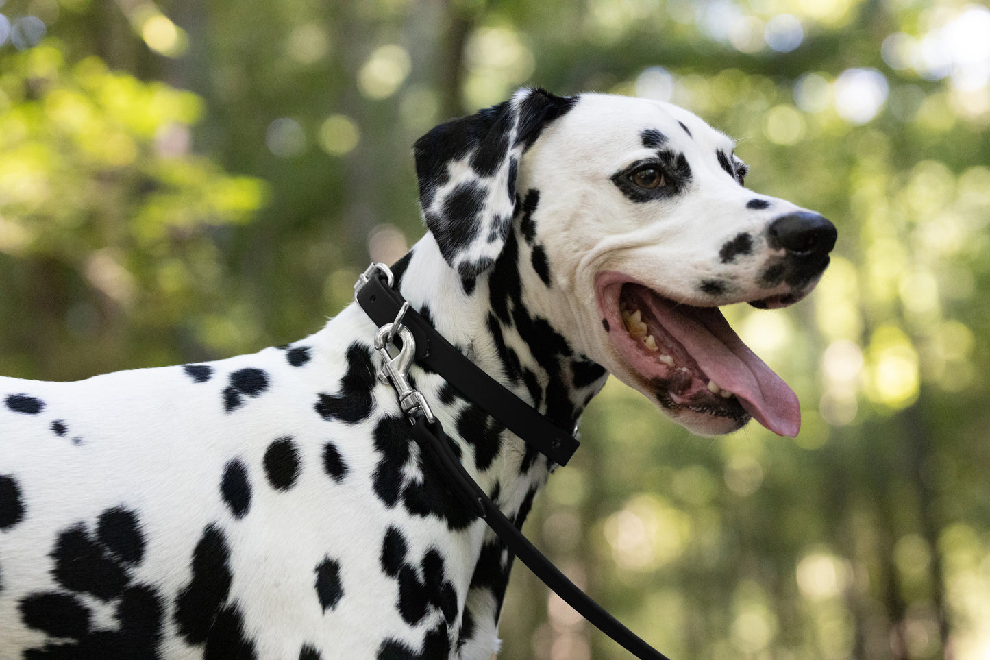 Black Beta Biothane Dog Collar