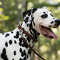 Dark Brown Beta Biothane Dog Collar