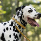 Gold Beta Biothane Dog Collar