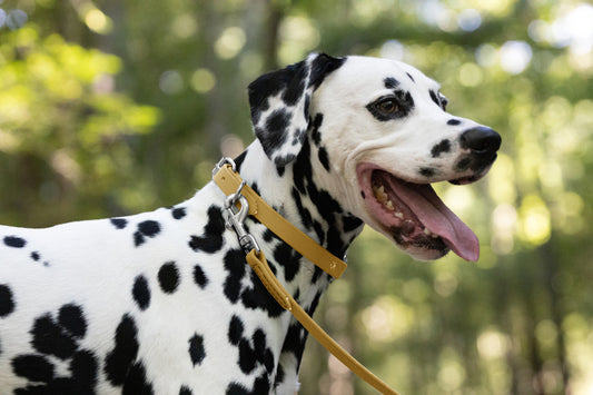 Gold Beta Biothane Dog Collar