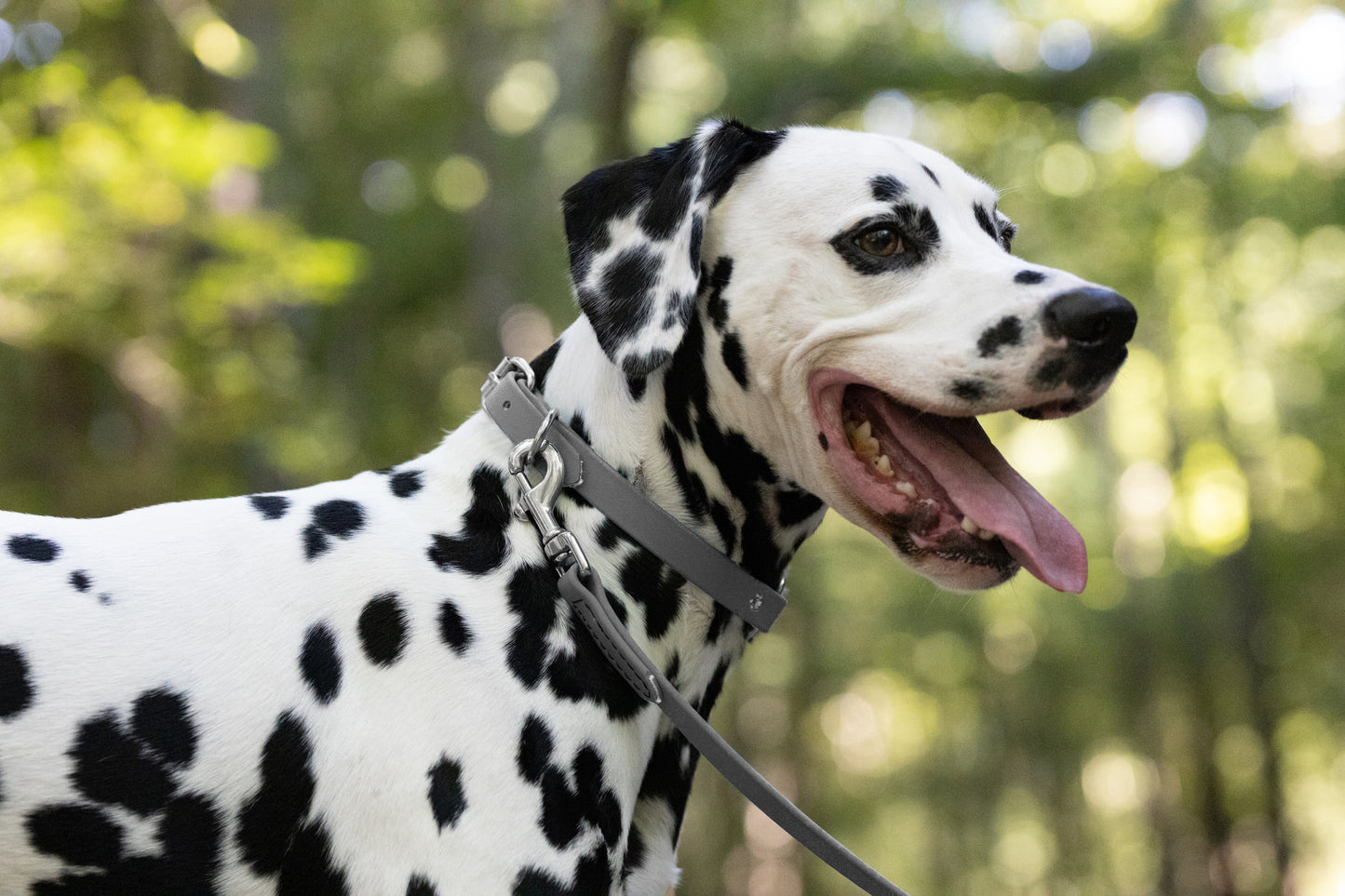 Gray Beta Biothane Dog Collar