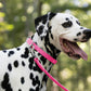 Hot Pink Beta Biothane Dog Collar