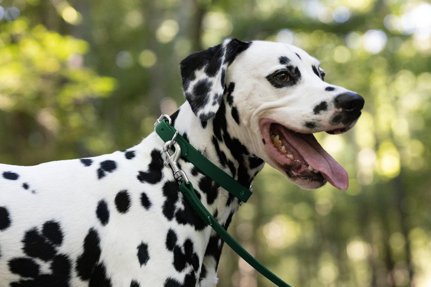 Hunter Green Beta Biothane Dog Collar