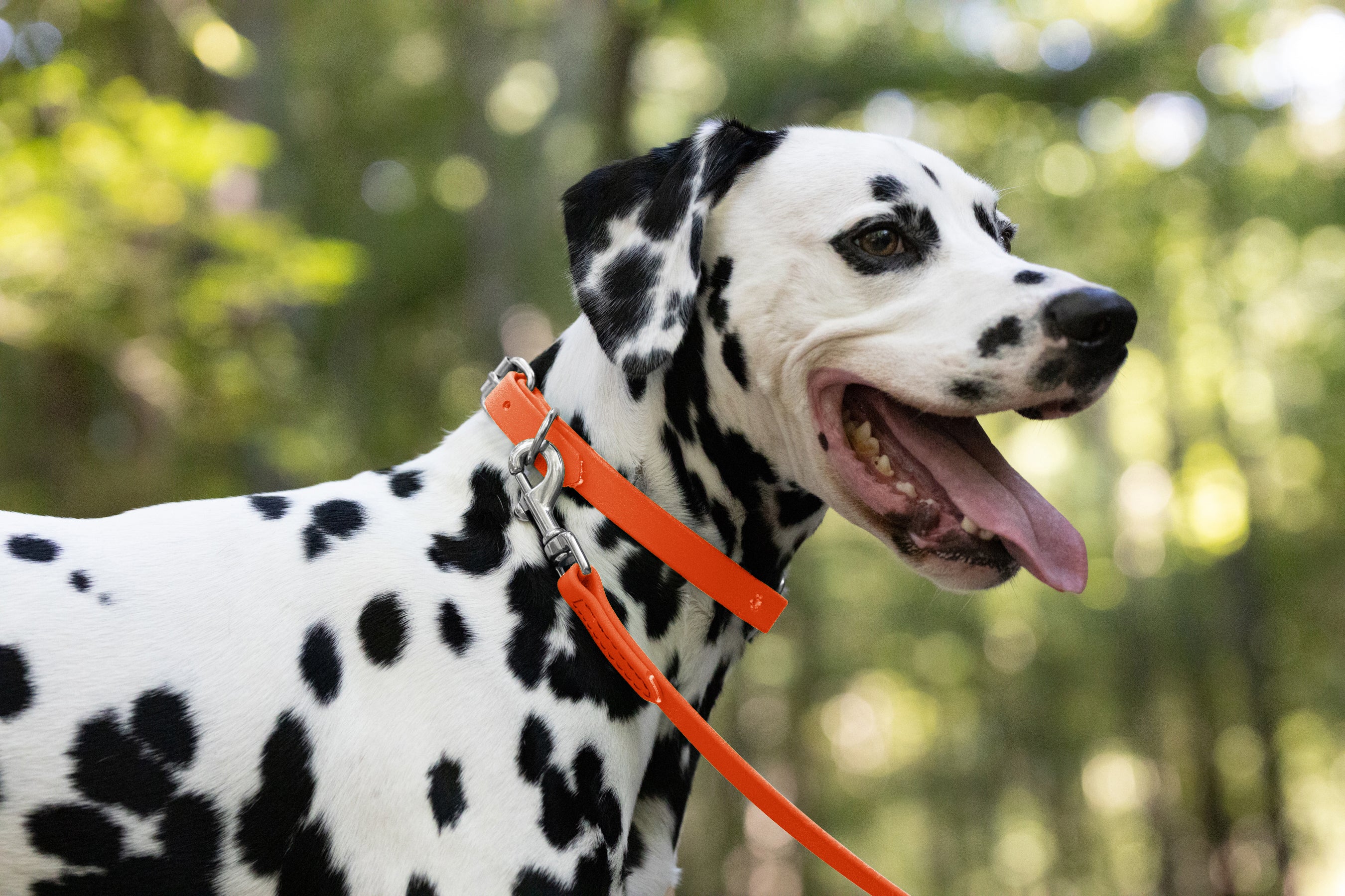 Orange biothane hot sale dog collar