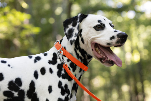 Hunter's Orange Beta Biothane Dog Collar