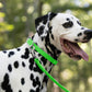 Lime Green Beta Biothane Dog Collar