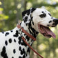 Medium Brown Beta Biothane Dog Collar