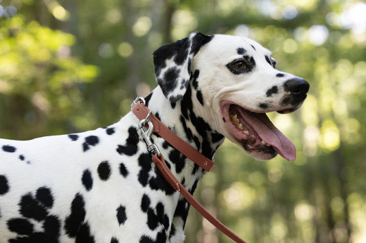 Medium Brown Beta Biothane Dog Collar