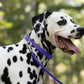 Purple Beta Biothane Dog Collar