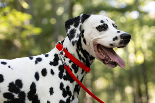 Red Beta Biothane Dog Collar