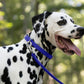 Royal Blue Beta Biothane Dog Collar