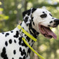 Safety Yellow Beta Biothane Dog Collar