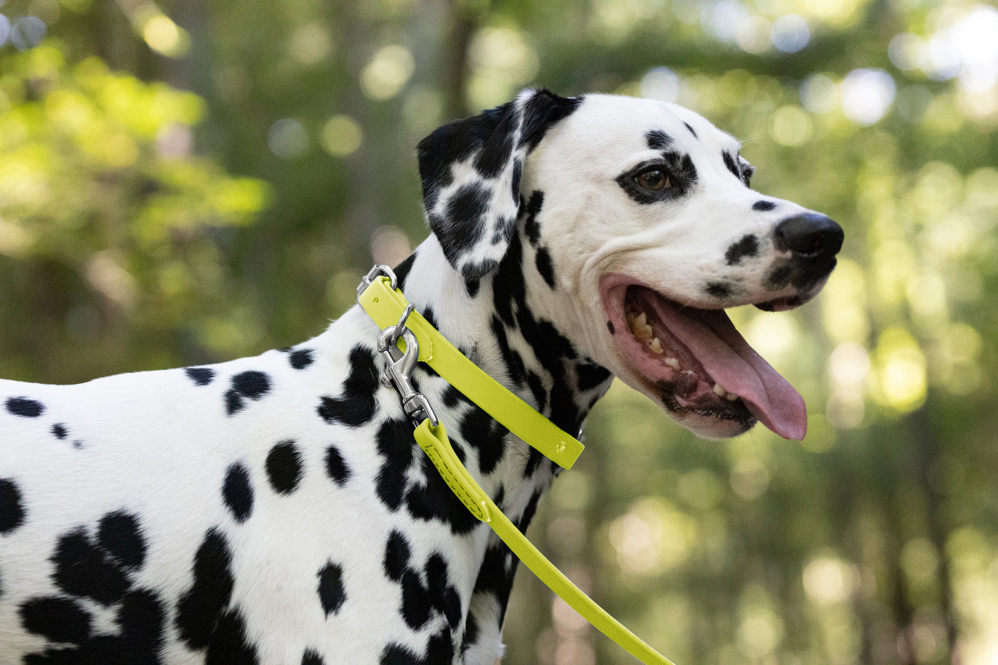 Safety Yellow Beta Biothane Dog Collar