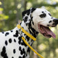 Sunflower Yellow Beta Biothane Dog Collar