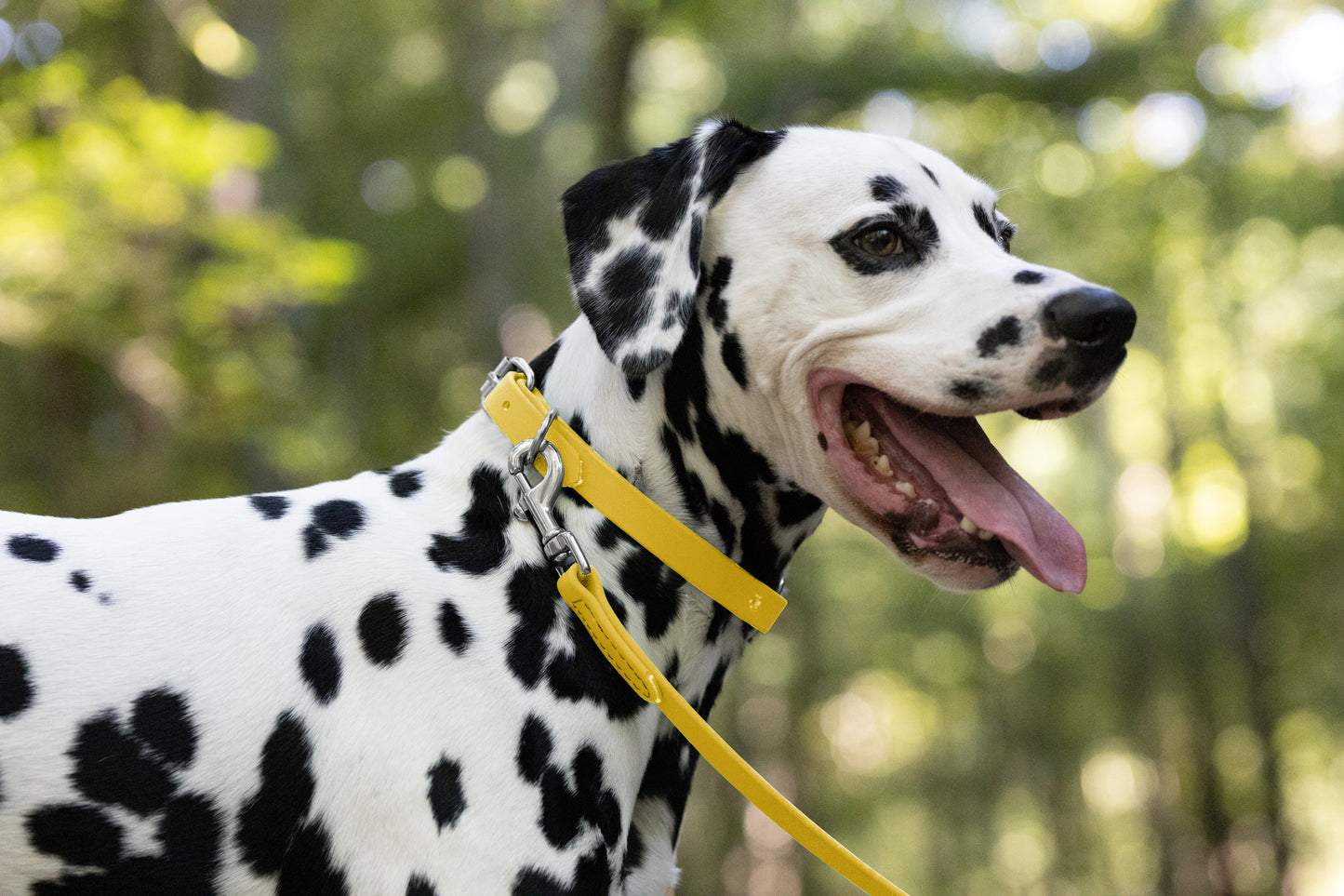 Sunflower Yellow Beta Biothane Dog Collar