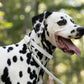 White Beta Biothane Dog Collar
