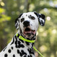 Apple Green Center Ring Beta Biothane Dog Collar