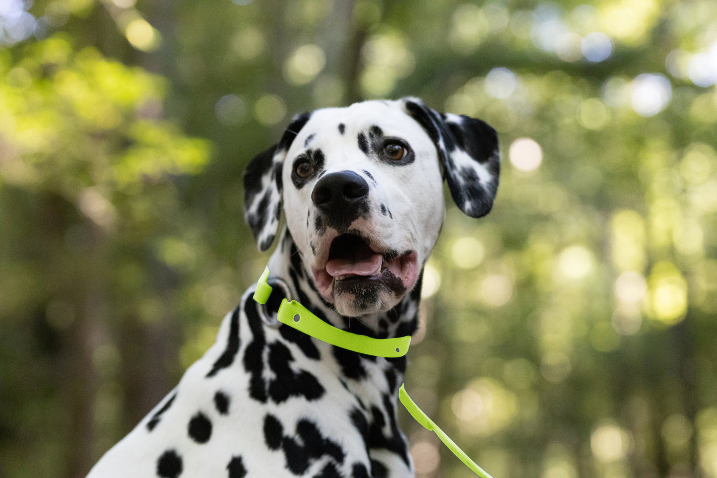 Apple Green Center Ring Beta Biothane Dog Collar