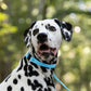 Baby Blue Center Ring Beta Biothane Dog Collar
