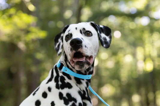 Baby Blue Center Ring Beta Biothane Dog Collar