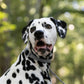 Gray Center Ring Beta Biothane Dog Collar