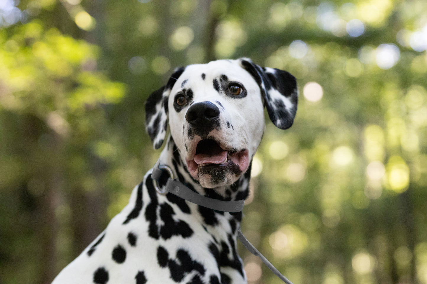 Gray Center Ring Beta Biothane Dog Collar